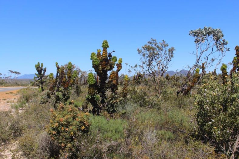 Royal hakea, eine beeindruckende Pflanze im Fitzgerald River NP