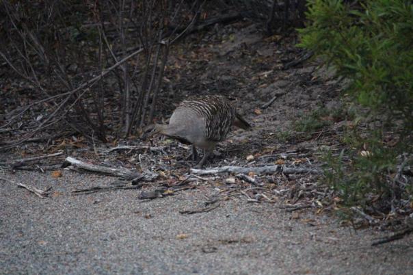 Mallofowl, Fitzgerald River NP