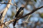 Willie Wagtail, Mason Bay