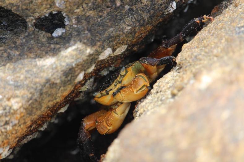 Der Kerl schaut aber finster, Mason Bay