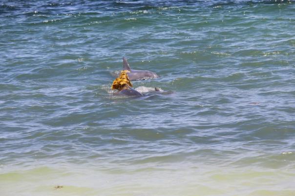 Delfine auf Fischfang, Mason Bay