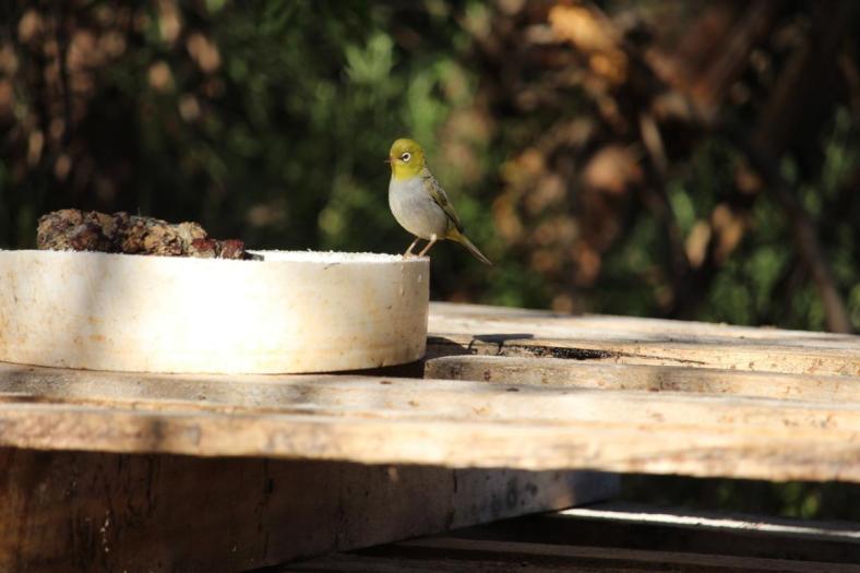 Silvereye, Mason Bay