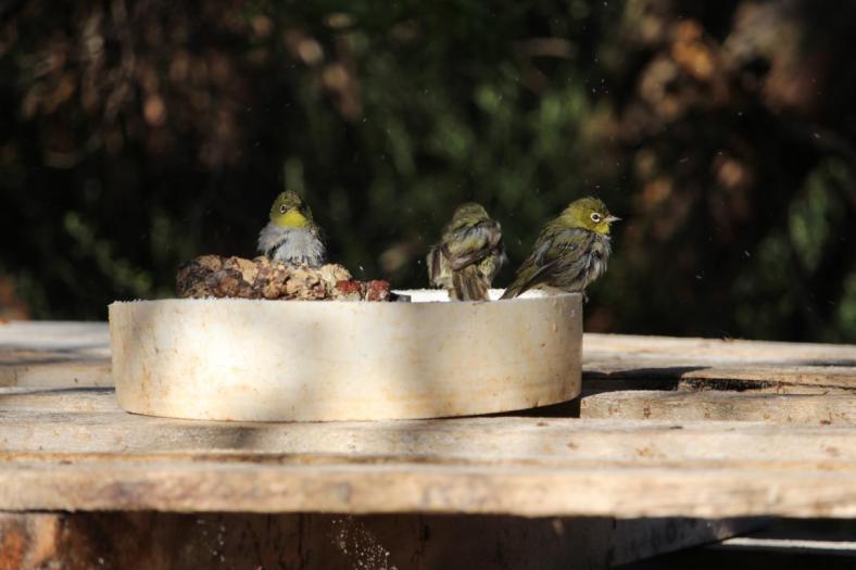 Annetts Vogelbad ist sehr beliebt, Silvereyes, Mason Bay