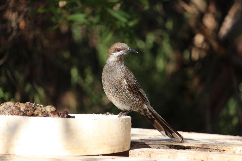 Western Wattlebird, CP, Mason Bay