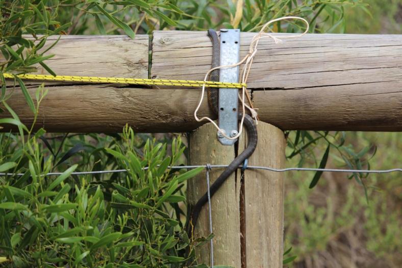 Huch wer kommt den da, eine junge Tiger Snake, sehr giftig, CP, Mason Bay