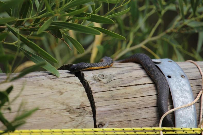 Tiger Snake, CP, Mason Bay