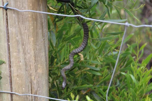 Tiger Snake, CP, Mason Bay