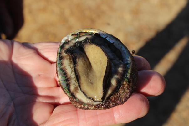 Abalone, frisch vom Felsen gepflückt von Eric, schmeckt gebraten total lecker