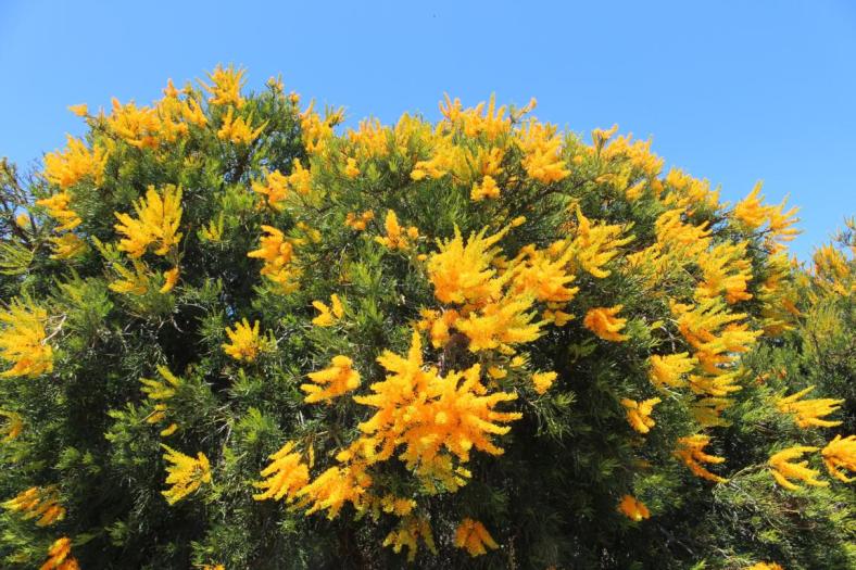 Christmas Tree, Hopetoun