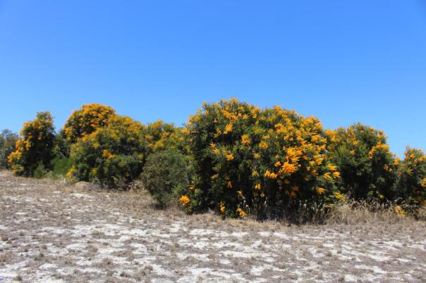 Christmas Trees, Hopetoun