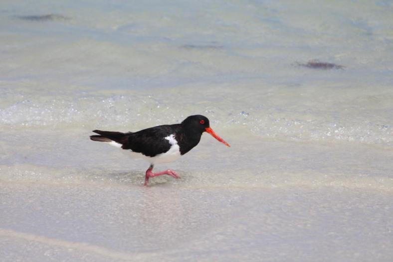 Australian Pied Oystercatcher, Mason Bay