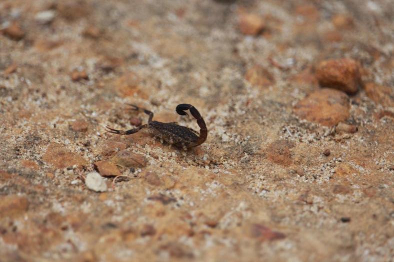 Waren gleich 2 kleine Skorpione unter dem Zelt, Mason Bay