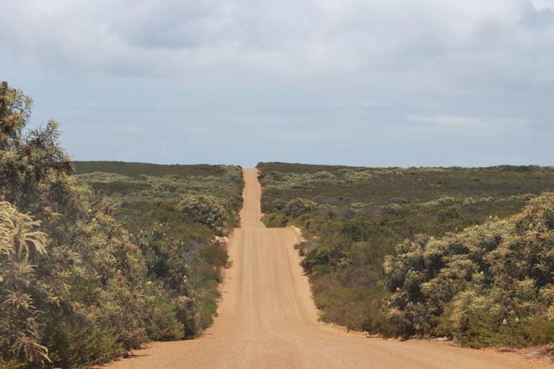Banksia säumen die Straße