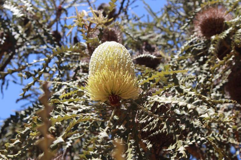 Banksia Blüte, Quagi Beach