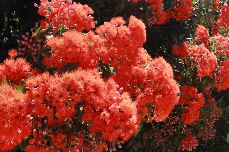 Red-flowering gum