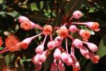 Red-flowering gum