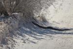 Die kennen wir doch, eine Tiger Snake, Cape Le Grand NP