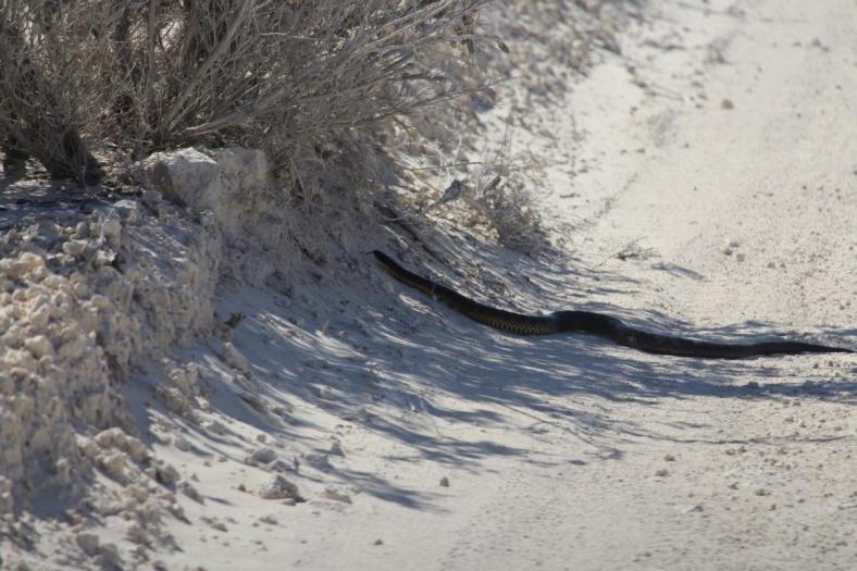 Die kennen wir doch, eine Tiger Snake, Cape Le Grand NP