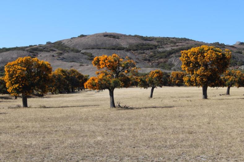 Viele Christmas trees in der Nähe vom Cape Le Grand NP