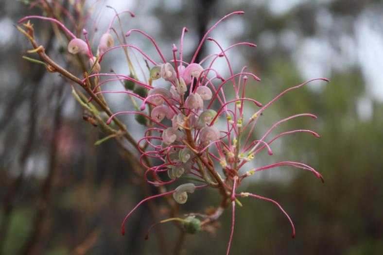 Grevillea pink midget, Mt. Ridley