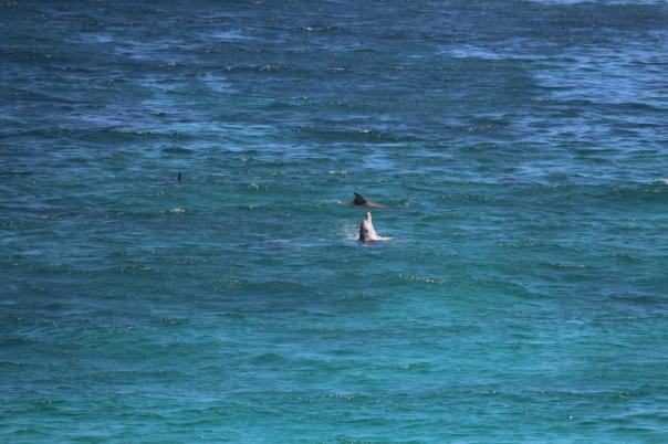 Fowlers Bay Conservation Park