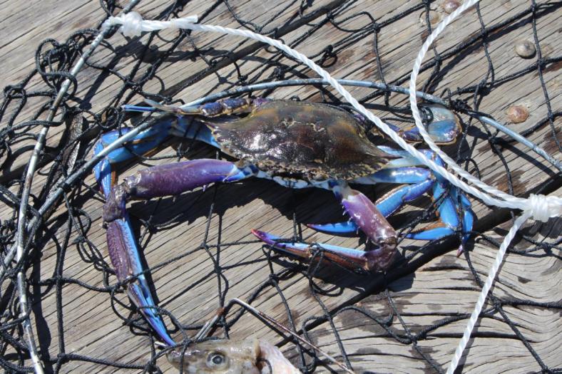Blue Swimmer Crab