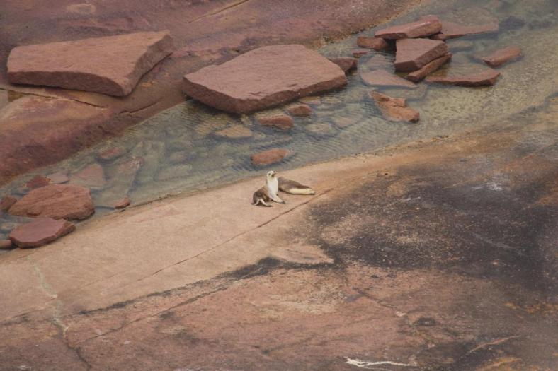 Pt. Labatt Conservation Park, Seelöwen Colony