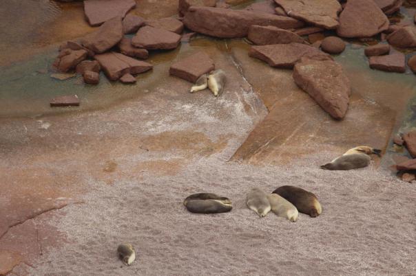 Pt. Labatt Conservation Park, Seelöwen Colony