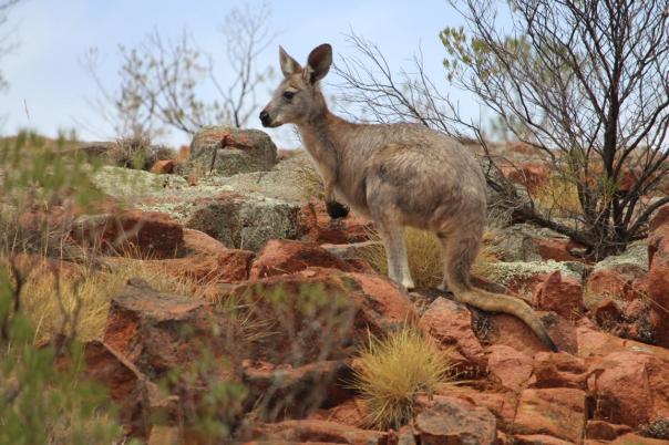 Gawler Ranges NP