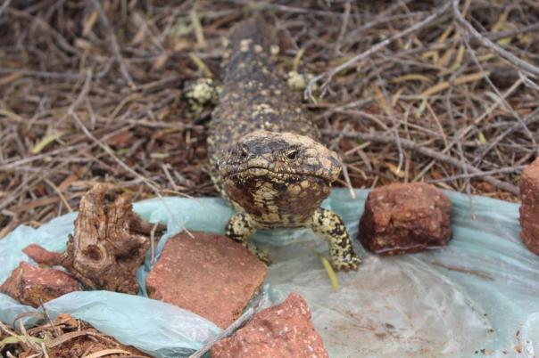 ... mach es gut mate