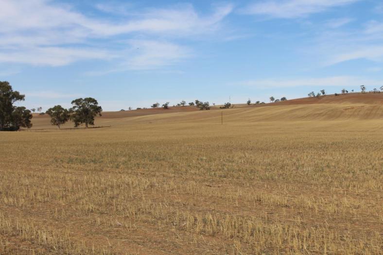 Getreidefelder in der Gegend