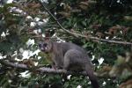 Possum abends im Baum vom Nachbarn bei Tom