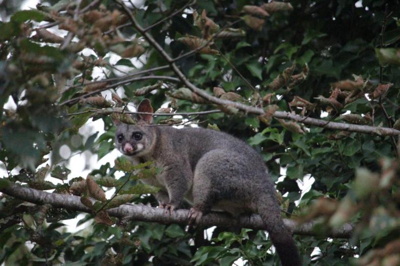 Possum abends im Baum vom Nachbarn bei Tom