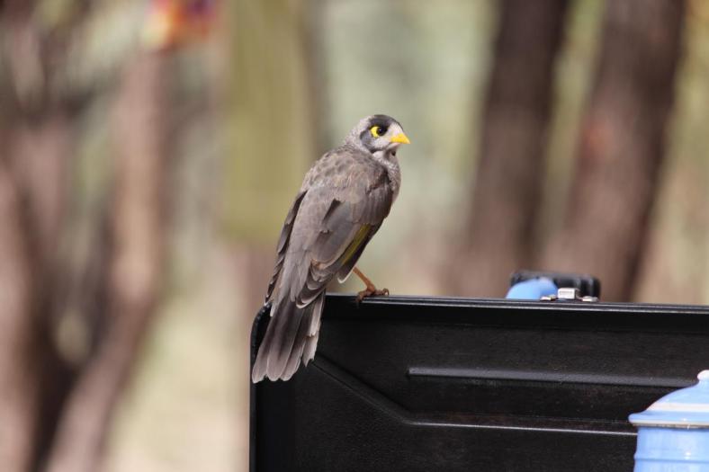 Noisy Miner, Mildura