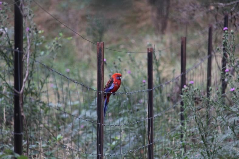 Crimson Rosella, Geehi Camping