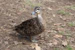 Pacific Black Duck