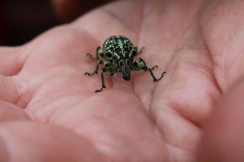 Niedlicher kleiner Kerl