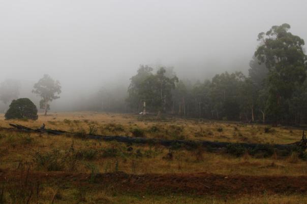 Wir fahren in den Nebel, Alpine NP