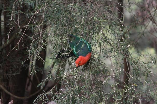 Australian King-Parrot, Alpine NP