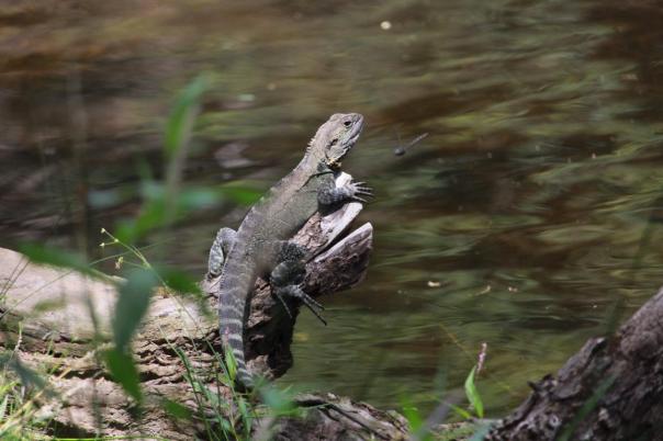 Water Dragon am Dargo River, Italian Camp
