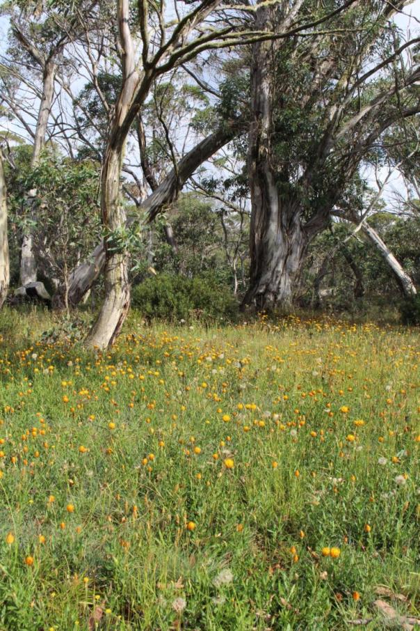 Snow gums mit Strohblumenwiese im High Country