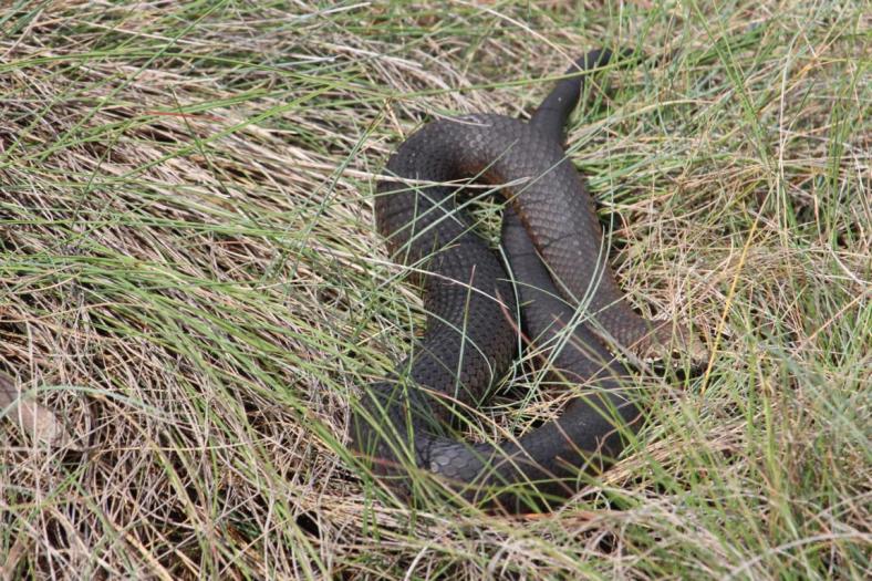 Copperhead wärmt sich auf in der Morgensonne neben unserem Camp