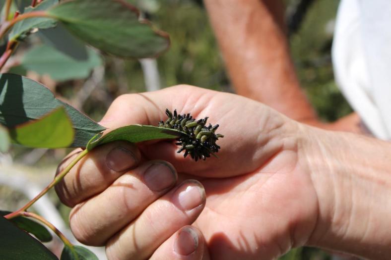 Die kleinen Kerle sind sehr hungrig