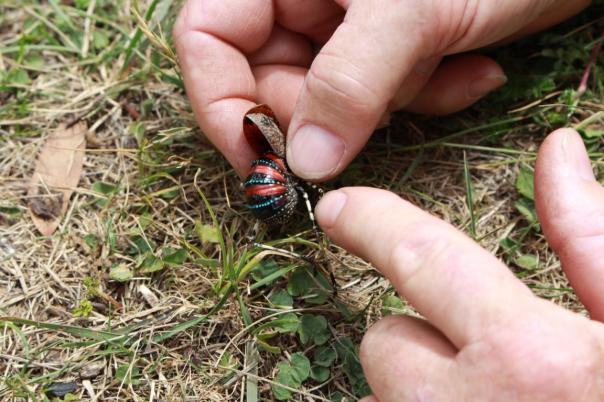 Peter zeigt uns den bunten Körper vom Mountain Grash