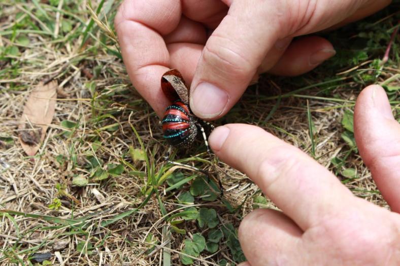 Peter zeigt uns den bunten Körper vom Mountain Grash
