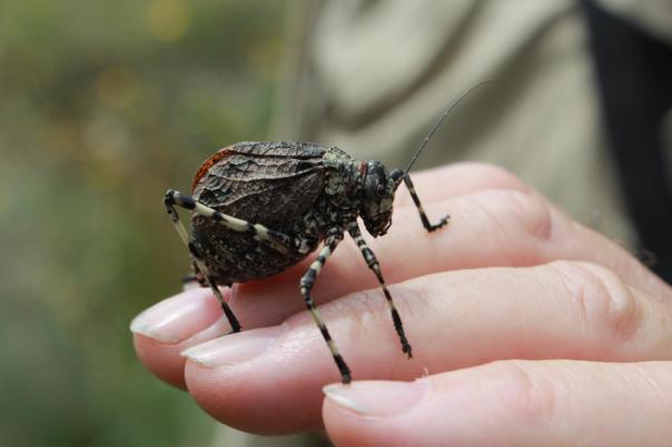 Mountain Grashopper oder auch Buller Bug
