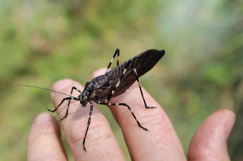 Mountain Spotted Grashopper