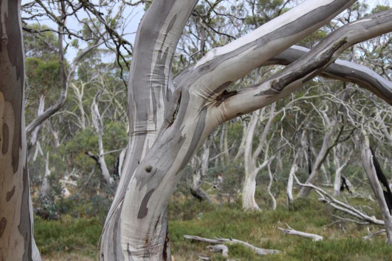 Snowgums