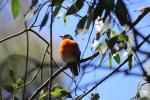 Flame robin, Horseyard Camp, Alpine NP
