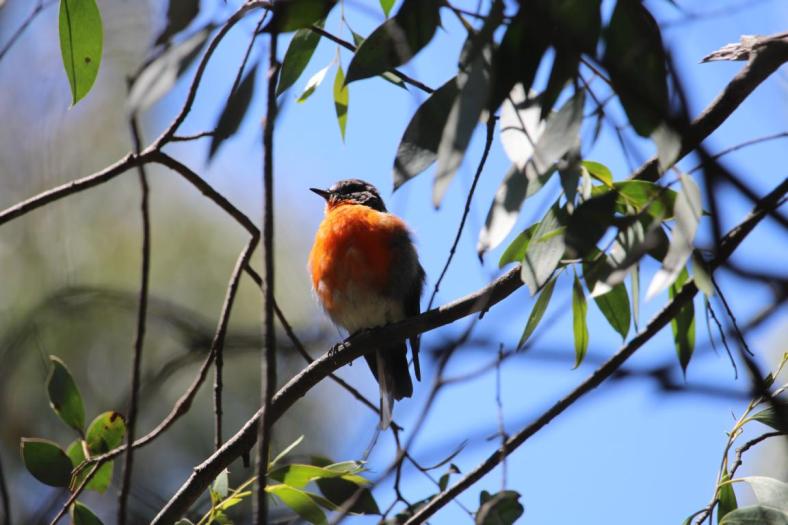 Flame robin, Horseyard Camp, Alpine NP